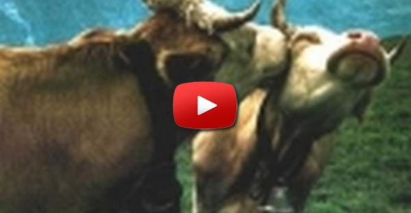 Amor entre Vacas